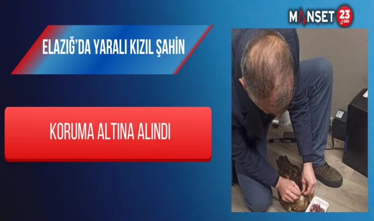 Elazığ’da Yaralı Kızıl Şahin Koruma Altına Alındı