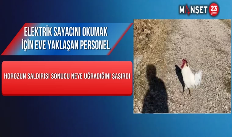 Elektrik Sayacını Okumak İçin Eve Yaklaşan Personel, Horozun Saldırısı Sonucu Neye Uğradığını Şaşırdı