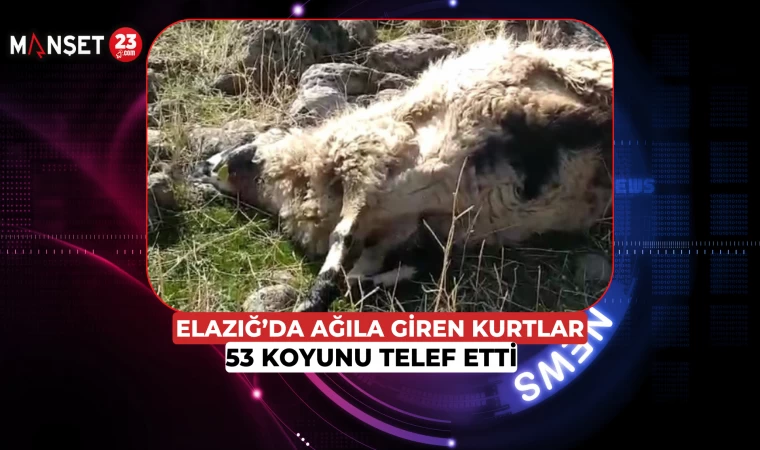 Elazığ’da Ağıla Giren Kurtlar 53 Koyunu Telef Etti