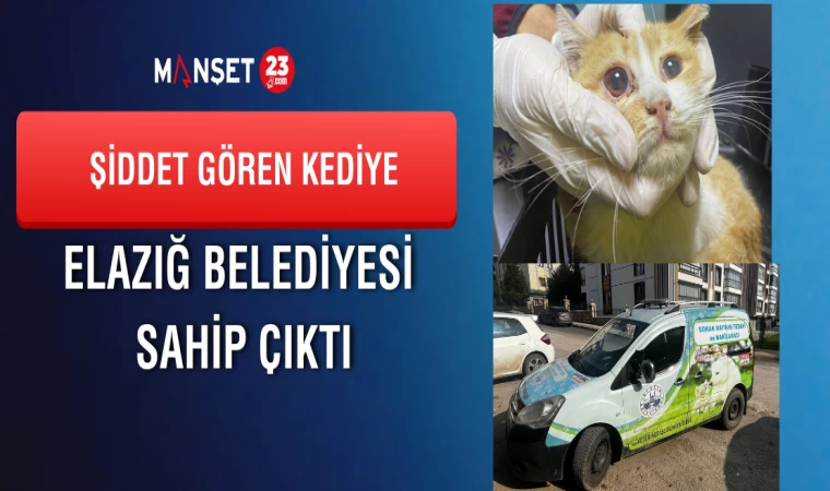Şiddete Maruz Kalan Yavru Kediye Elazığ Belediyesi Sahip Çıktı