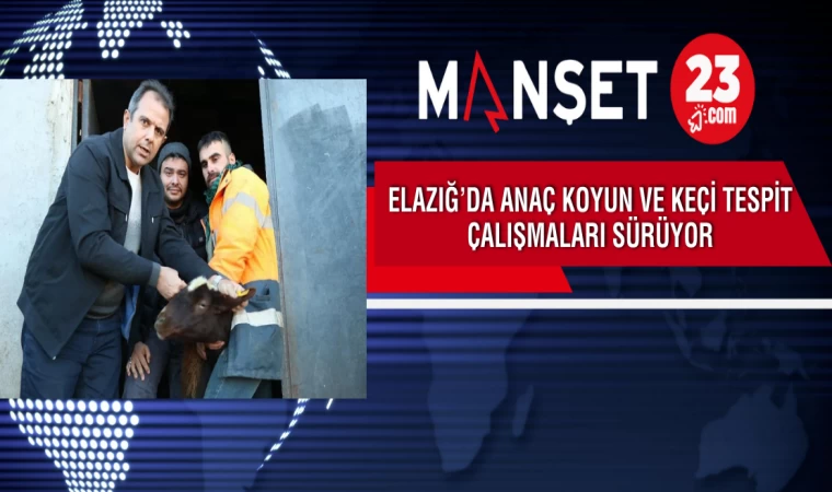 Elazığ’da Anaç Koyun ve Keçi Tespit Çalışmaları Sürüyor