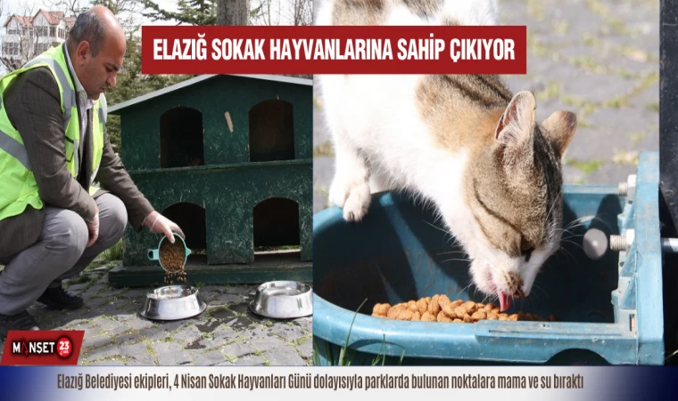 Elazığ Sokak Hayvanlarına Sahip Çıkıyor