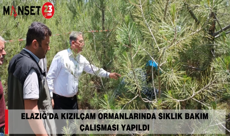Elazığ’da Kızılçam Ormanlarında Sıklık Bakım Çalışması Yapıldı