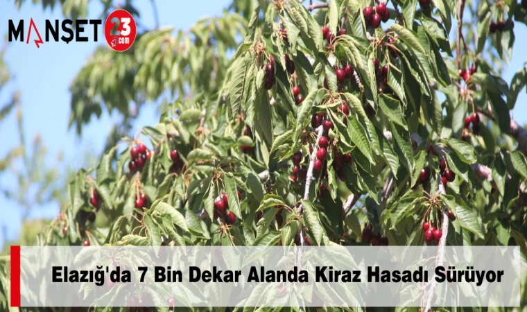 Elazığ'da 7 Bin Dekar Alanda Kiraz Hasadı Sürüyor