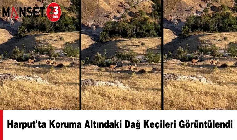 Harput'ta Koruma Altındaki Dağ Keçileri Görüntülendi