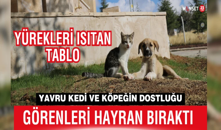 Yavru Kedi Ve Köpeğin Dostluğu, Görenleri Hayran Bıraktı