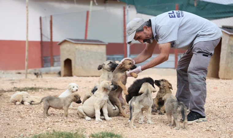 Geçici Hayvan Bakımevi ve Rehabilitasyon Merkezi'nde 9 Bin Hayvan Tedavi Edildi