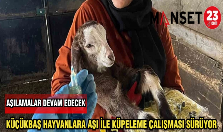 KÜÇÜKBAŞ HAYVANLARA AŞI İLE KÜPELEME ÇALIŞMASI SÜRÜYOR