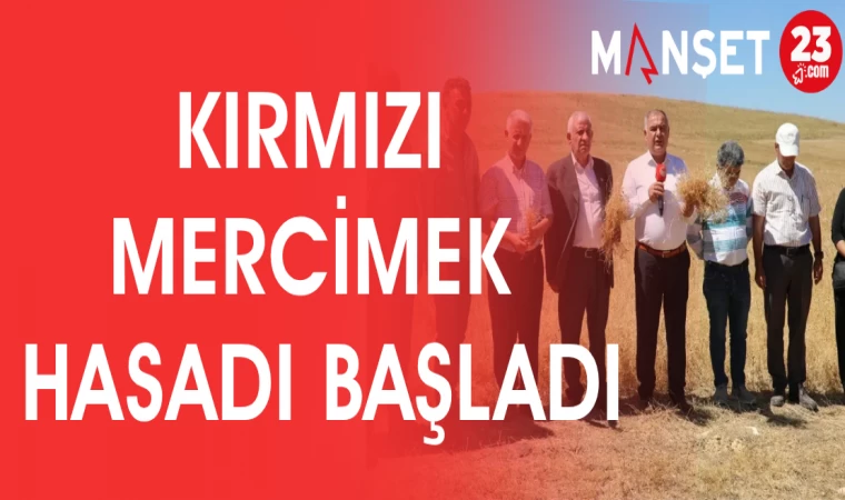 KIRMIZI MERCİMEK HASADI BAŞLADI