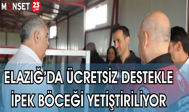 ELAZĞ'DA ÜCRETSİZ DESTEKLE İPEK BÖCEĞİ YETİŞTİRİLİYOR