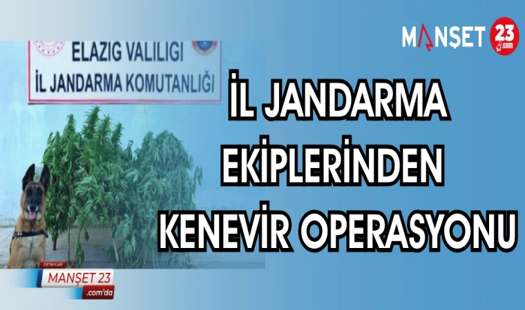 İL JANDARMA EKİPLERİNDEN KENEVİR OPERASYONU