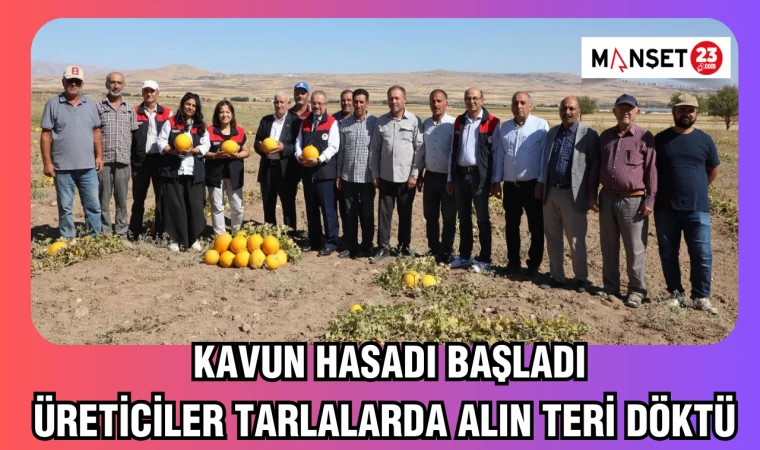 Kavun hasadı başladı, üreticiler tarlalarda alın teri döktü