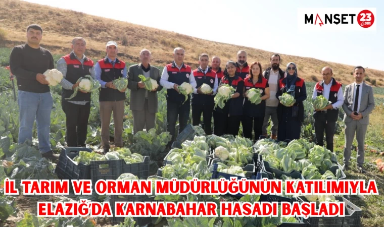 İL TARIM VE ORMAN MÜDÜRLÜĞÜNÜN KATILIMIYLA ELAZIĞ’DA KARNABAHAR HASADI BAŞLADI