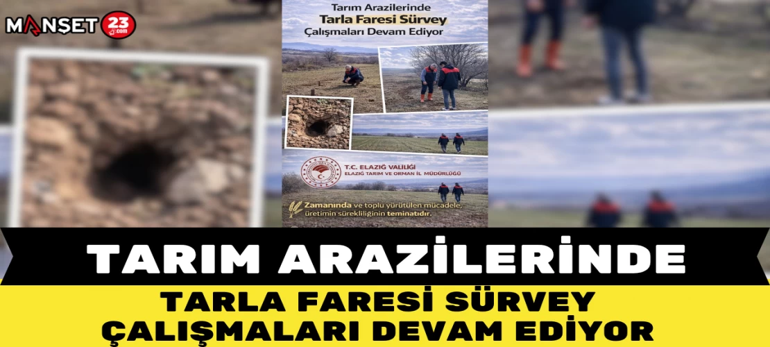 TARIM ARAZİLERİNDE TARLA FARESİ SÜRVEY ÇALIŞMALARI DEVAM EDİYOR