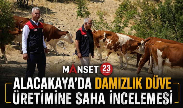 Alacakaya’da Damızlık Düve Üretimine Saha İncelemesi
