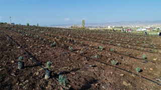 Doğu Anadolu Bölgesinin en büyük lavanta bahçesi Elazığda kuruldu