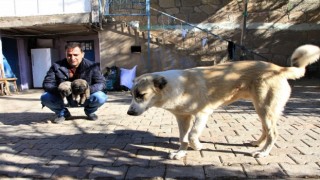 Kış geldi 850 hanelik köy 50ye düştü, sokak hayvanları muhtara kaldı