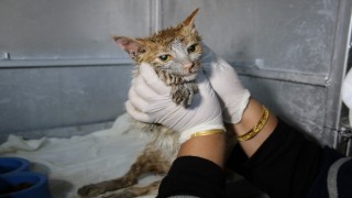 Akaryakıt tankına düşen kedi, zeytinyağı ile 2 saatte temizlendi