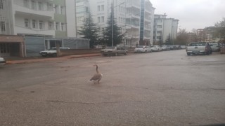 Boş sokakta kaz gezintiye çıktı