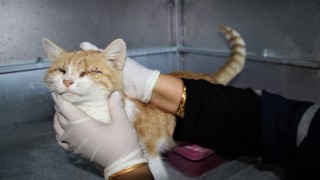 Depremde 2 kedi gözlerini kaybetti, şimdi sıcak yuva bekliyor