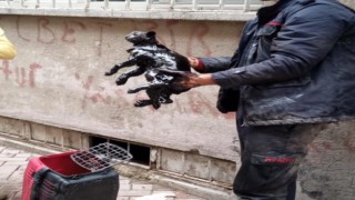 Yakıt tankına düşen kedi kurtarıldı