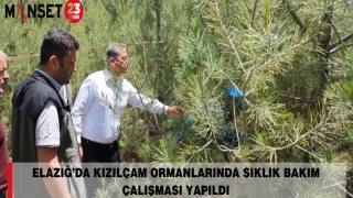 Elazığ’da Kızılçam Ormanlarında Sıklık Bakım Çalışması Yapıldı