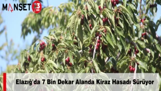 Elazığ'da 7 Bin Dekar Alanda Kiraz Hasadı Sürüyor