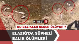 Elazığ'da Şüpheli Balık Ölümleri Paniğe Neden Oldu