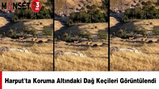 Harput'ta Koruma Altındaki Dağ Keçileri Görüntülendi