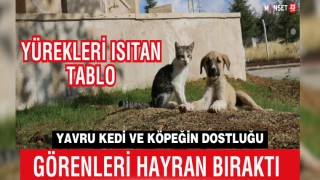 Yavru Kedi Ve Köpeğin Dostluğu, Görenleri Hayran Bıraktı