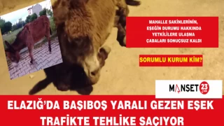 Elazığ’da Başıboş Yaralı Gezen Eşek Trafikte Tehlike Saçıyor