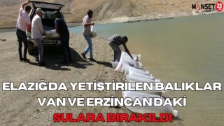 Elazığ’da Yetiştirilen Balıklar Van ve Erzincan’daki Sulara Bırakıldı