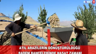 Atıl Arazilerin Dönüştürüldüğü Badem Bahçelerinde Hasat Zamanı