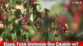 Elazığ, Fıstık Üretimiyle Öne Çıkabilir mi?