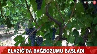 Elazığ’da Bağbozumu Başladı