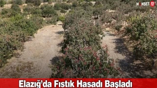 Elazığ’da Fıstık Hasadı Başladı