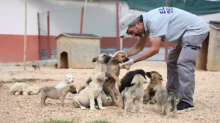 Geçici Hayvan Bakımevi ve Rehabilitasyon Merkezi'nde 9 Bin Hayvan Tedavi Edildi