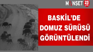 Baskil’de Domuz Sürüsü Görüntülendi