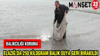 ELAZIĞ'DA 250 KİLOGRAM BALIK SUYA BIRAKILDI