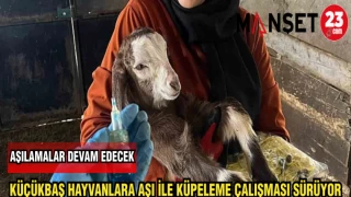 KÜÇÜKBAŞ HAYVANLARA AŞI İLE KÜPELEME ÇALIŞMASI SÜRÜYOR
