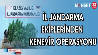 İL JANDARMA EKİPLERİNDEN KENEVİR OPERASYONU