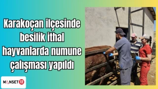 Karakoçan ilçesinde besilik ithal hayvanlarda numune çalışması yapıldı