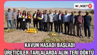 Kavun hasadı başladı, üreticiler tarlalarda alın teri döktü