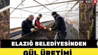 ELAZIĞ BELEDİYESİNDEN GÜL ÜRETİMİ