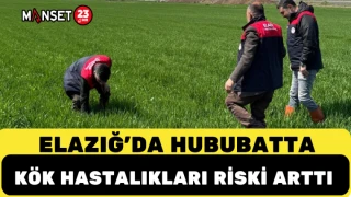 Elazığ’da Hububatta Kök Hastalıkları Riski Arttı